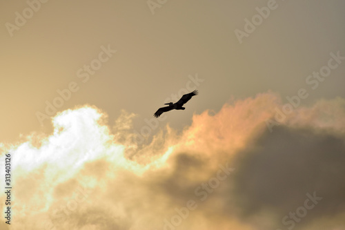 bird silhouette in flight