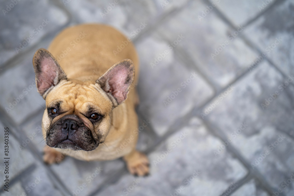 Obraz premium Portrait of cute french bulldog looking to camera.