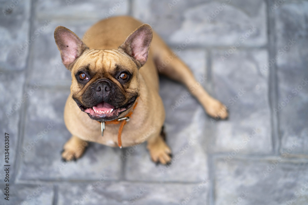 Portrait of cute french bulldog looking to camera. Portrait of cute french bulldog looking to camera.