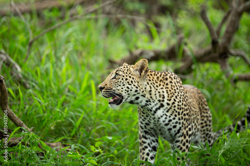 A young male leopard and his mother in a tree and playing around