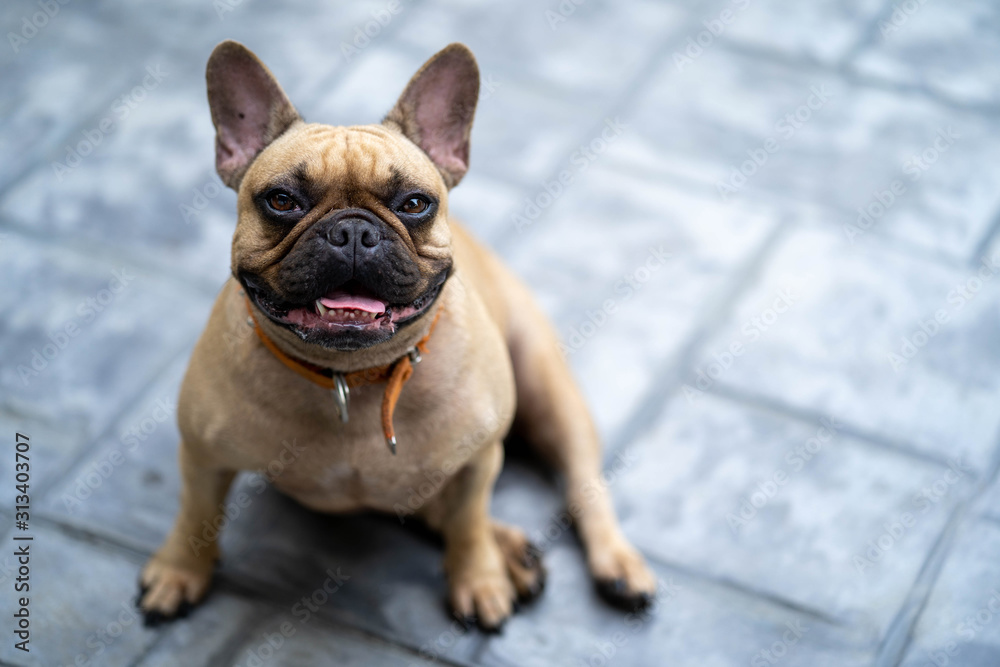 Cute looking french bulldog sitting in garden looking to the camera.