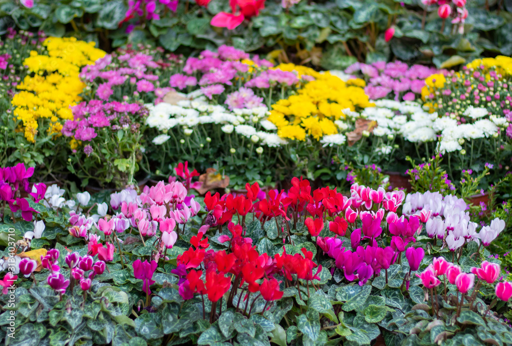 Colorful flowers in a florist's. Gardening, spring, nature background.