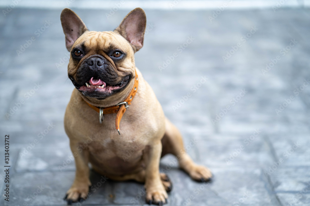 Cute looking french bulldog sitting in garden looking to the camera.