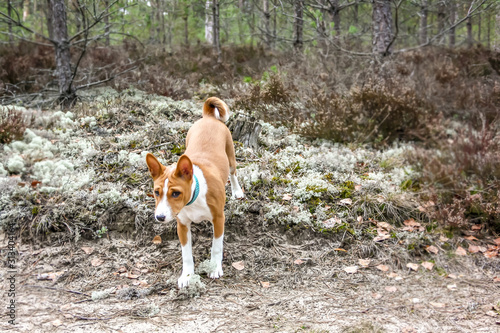 Fototapeta Naklejka Na Ścianę i Meble -  A new basenji dog runs through the forest moss in the spring