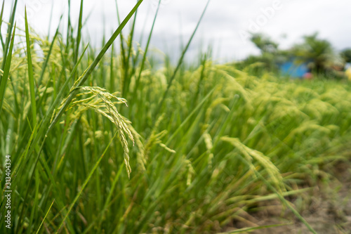 Rice paddy fields against cloudy sky.