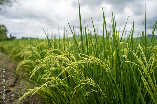 Rice paddy fields against cloudy sky.