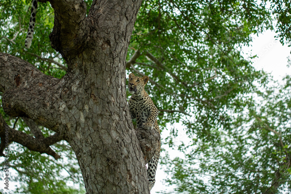 A young male leopard and his mother in a tree and playing around