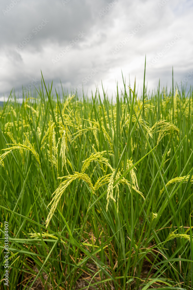 Rice paddy fields against cloudy sky. Rice paddy fields against cloudy sky.