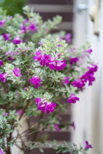 Wallpaper Mural Blossom Leucopyllum frutescens in garden. Torontodigital.ca