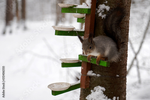 Wild squirrel portrait in winter forest. Red squirrel jumping