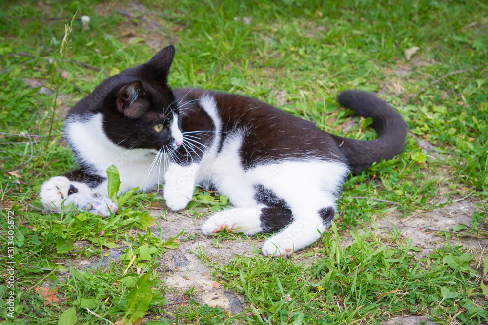 Black and white house cat caught a gray mouse and plays with it