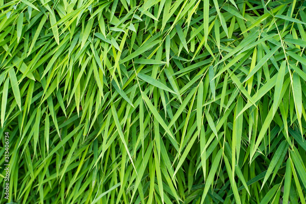 Bamboo leaves background