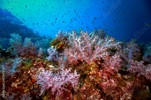 Fototapeta Naklejka Na Ścianę i Meble -  Colorful soft corals