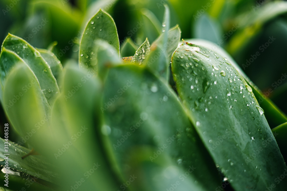Close up of strong green leaves with bright green colors Close up of strong green leaves with bright green colors
