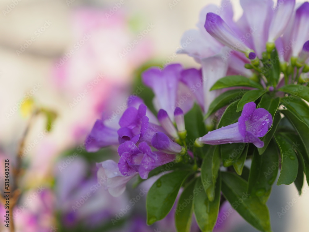 Garlic vine purple flower tree Garlic vine purple flower tree