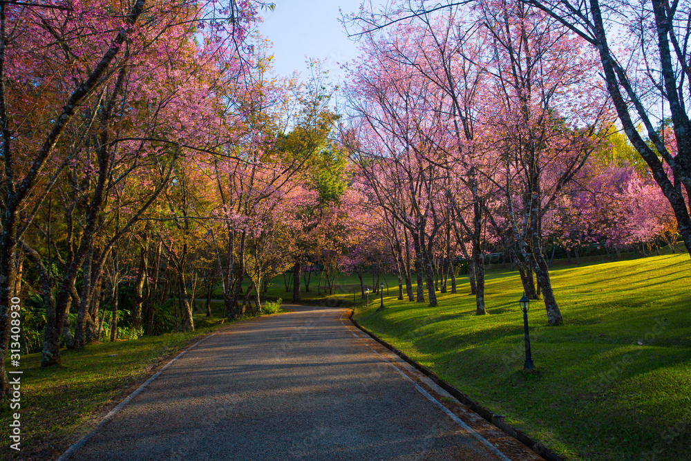 Cherry blossom garden at khun wang national park Chiang Mai in northern Thailand