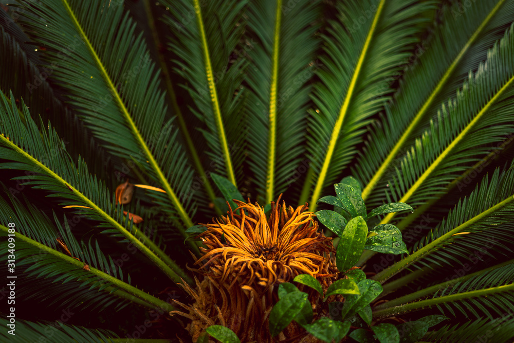 Fototapeta premium Palm tree close up of strong green leaves with bright green colors