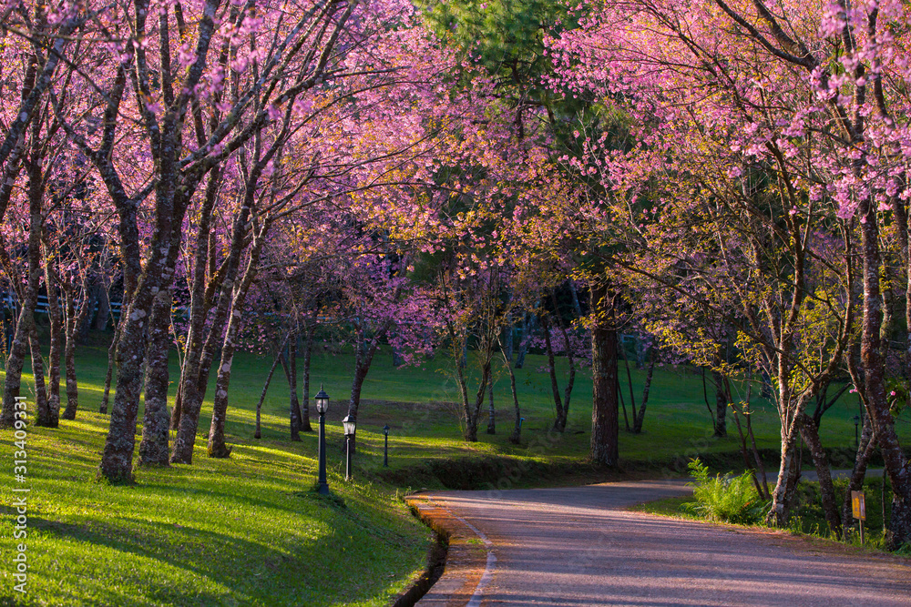Cherry blossom garden at khun wang national park Chiang Mai in northern Thailand Cherry blossom garden at khun wang national park Chiang Mai in northern Thailand