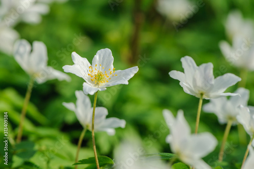 Fototapeta Naklejka Na Ścianę i Meble -  Anemonen im Wald