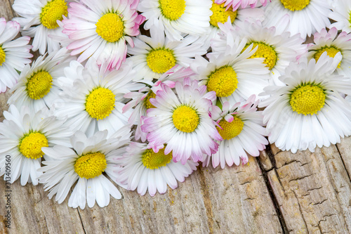 daisies on wooden background