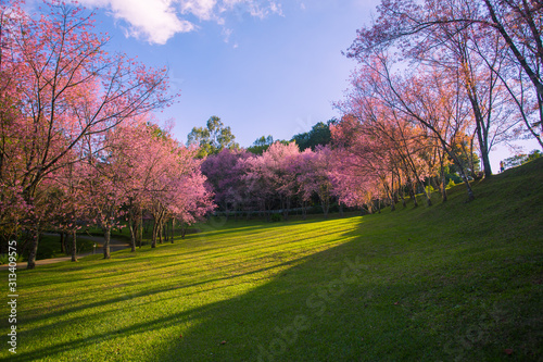 Cherry blossom garden at khun wang national park Chiang Mai in northern Thailand