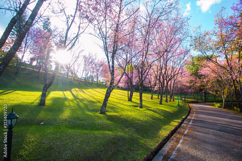 Obraz premium Cherry blossom garden at khun wang national park Chiang Mai in northern Thailand