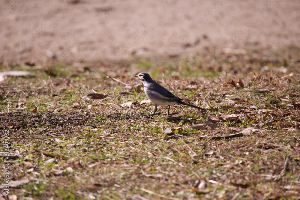 Obraz premium 公園にいた野鳥