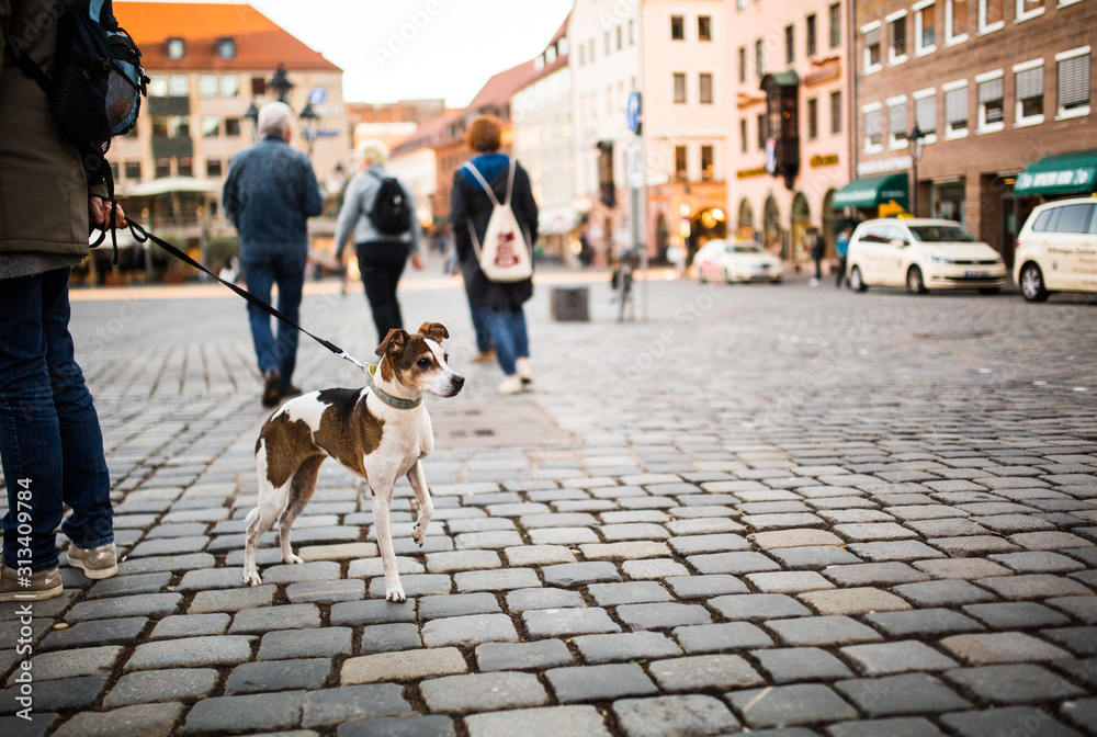 A man walks with a dog in the city center. A lonely dog with beautiful eyes looks at passersby in a square in Germany.