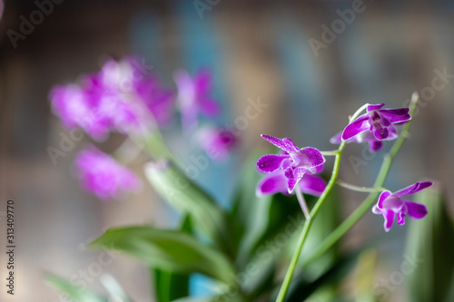 Fototapeta Naklejka Na Ścianę i Meble -  Dendrobium orchid. Flowering plant. Purple orchid beauty natural beauty.