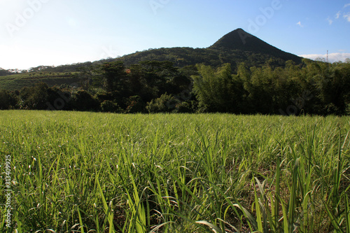 Young sugar cane plants on a field near the Black River Gorges National Park in Mauritius