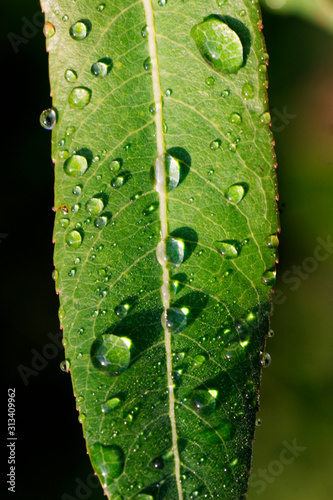 Morning dew on the willow leaf photo