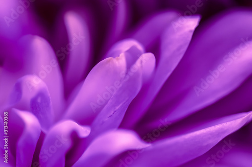 Abstract floral background  purple chrysanthemum flower. Macro flowers backdrop for holiday brand design