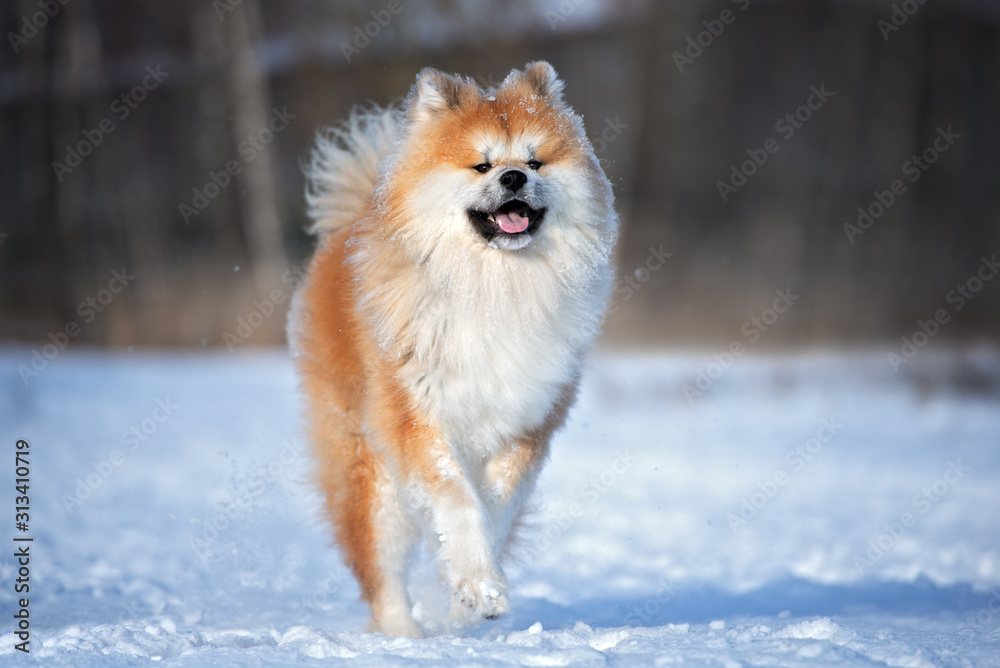 happy akita inu dog running in the snow outdoors