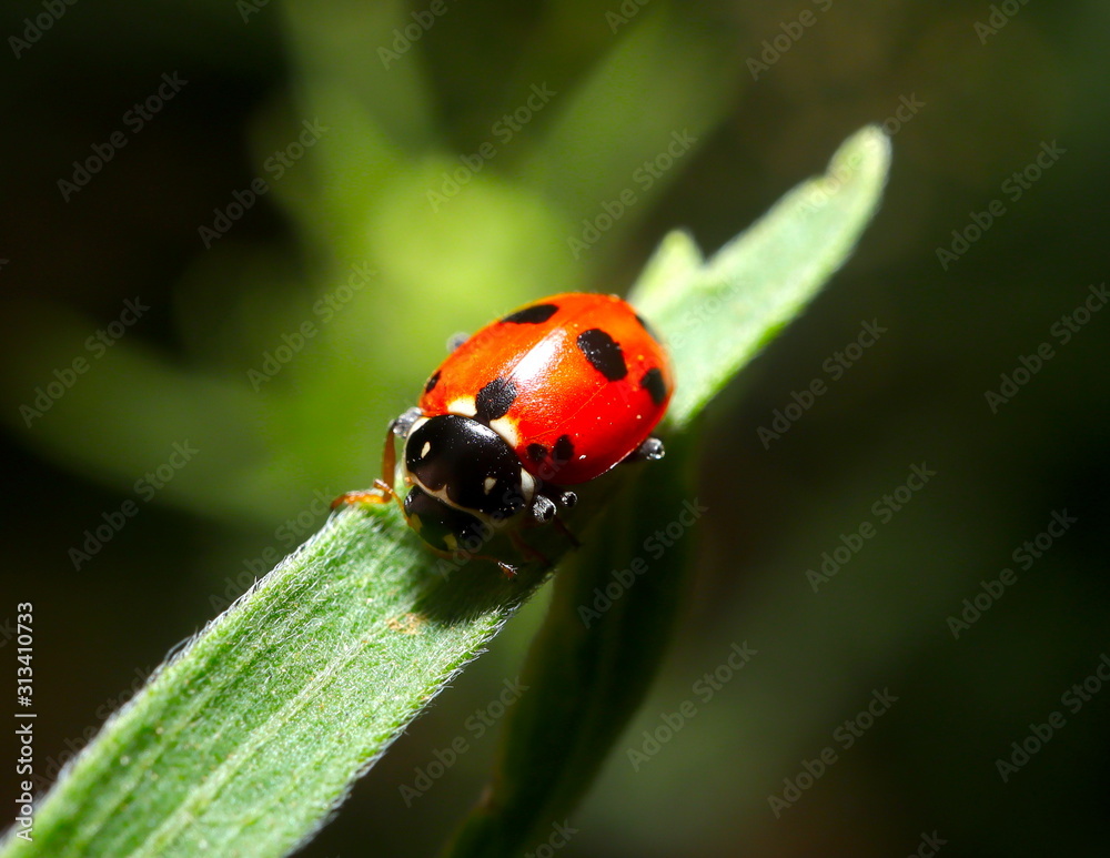 beautiful Lady Bug on a green plant