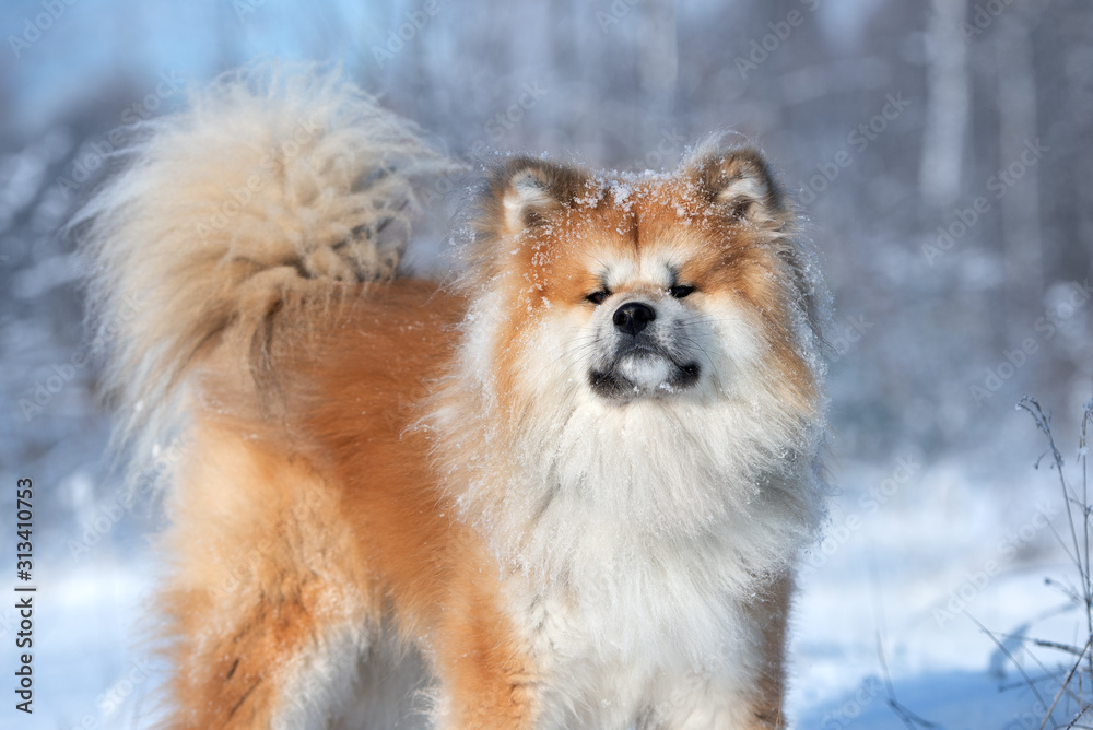 akita inu dog portrait outdoors in winter snow