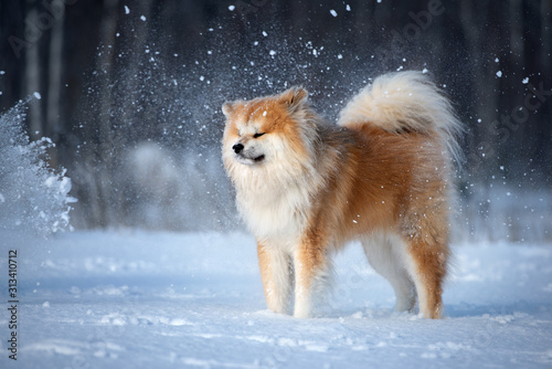 funny akita inu dog standing in the snow