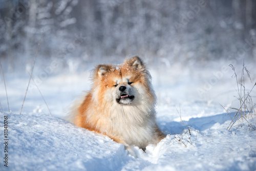 happy akita dog lying down in the snow in winter