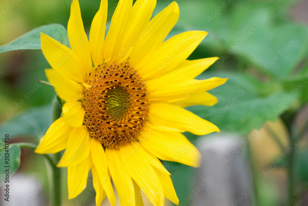 Sunflowers head close up in the garden. Sunflowers head close up in the garden.