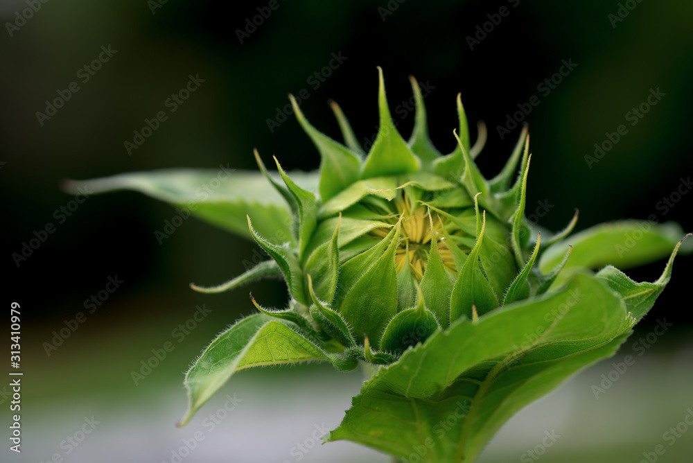 Sunflowers head, not revealed bud close up in the garden. Sunflowers head, not revealed bud close up in the garden.