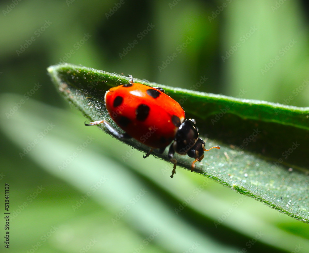 Fototapeta premium beautiful Lady Bug on a green plant