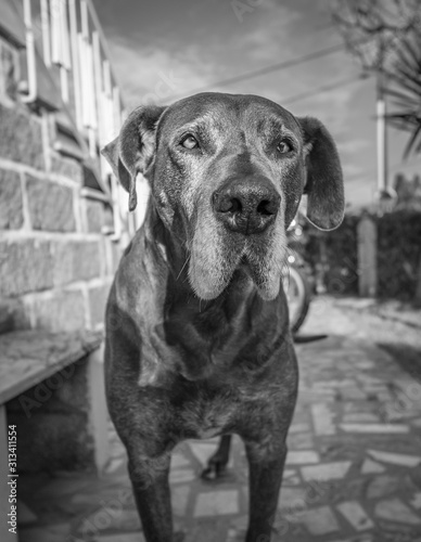 Bonito c  o dogue alem  o a preto e branco