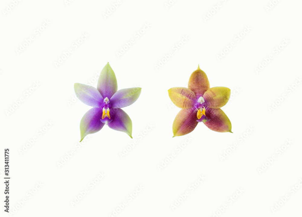 Obraz premium phalaenopsis bellina isolated on white background.