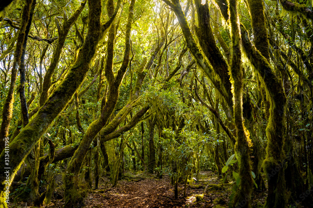 Camino de los sentidos. Exuberante bosque de laureles en el Parque Nacional de Garajonay, La Gomera. Islas Canarias