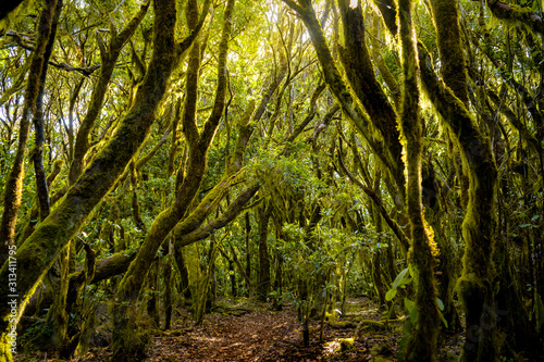 Camino de los sentidos. Exuberante bosque de laureles en el Parque Nacional de Garajonay, La Gomera. Islas Canarias photo