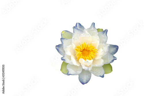 Beautiful blooming lotus isalated on white background.