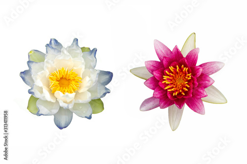 Beautiful blooming lotus isalated on white background.