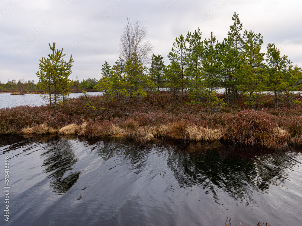 Fototapeta premium bog landscape with red mosses, small bog pines