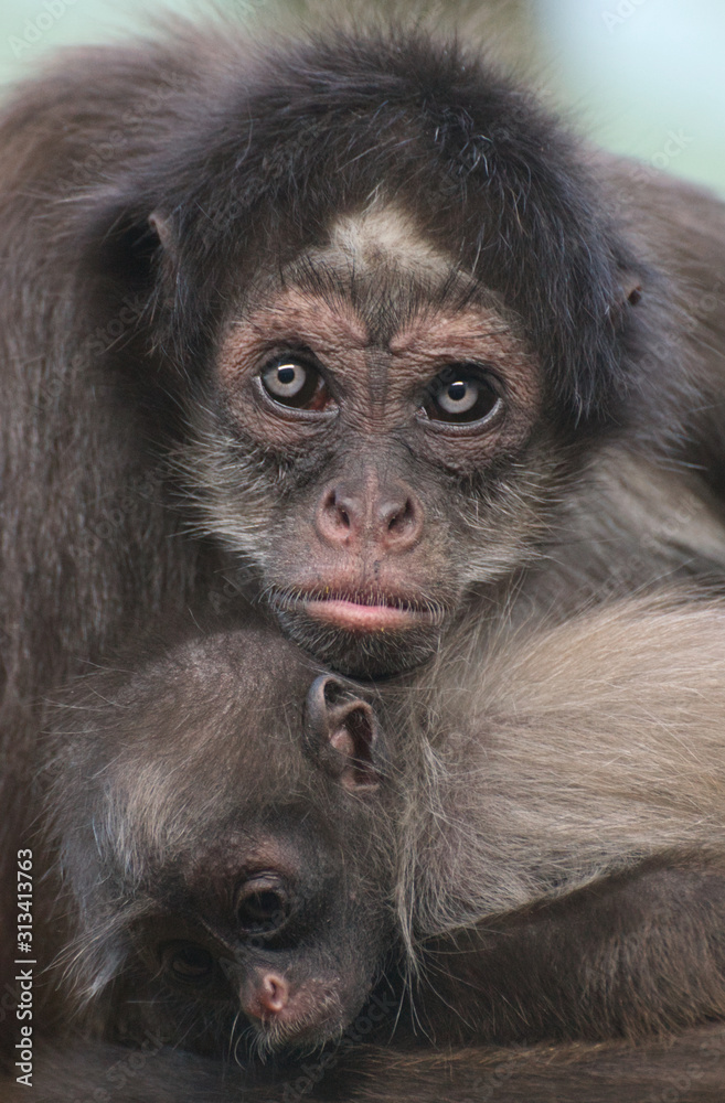 Brown Spider Monkey Mother hugging her baby