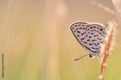 Butterfly on the grass