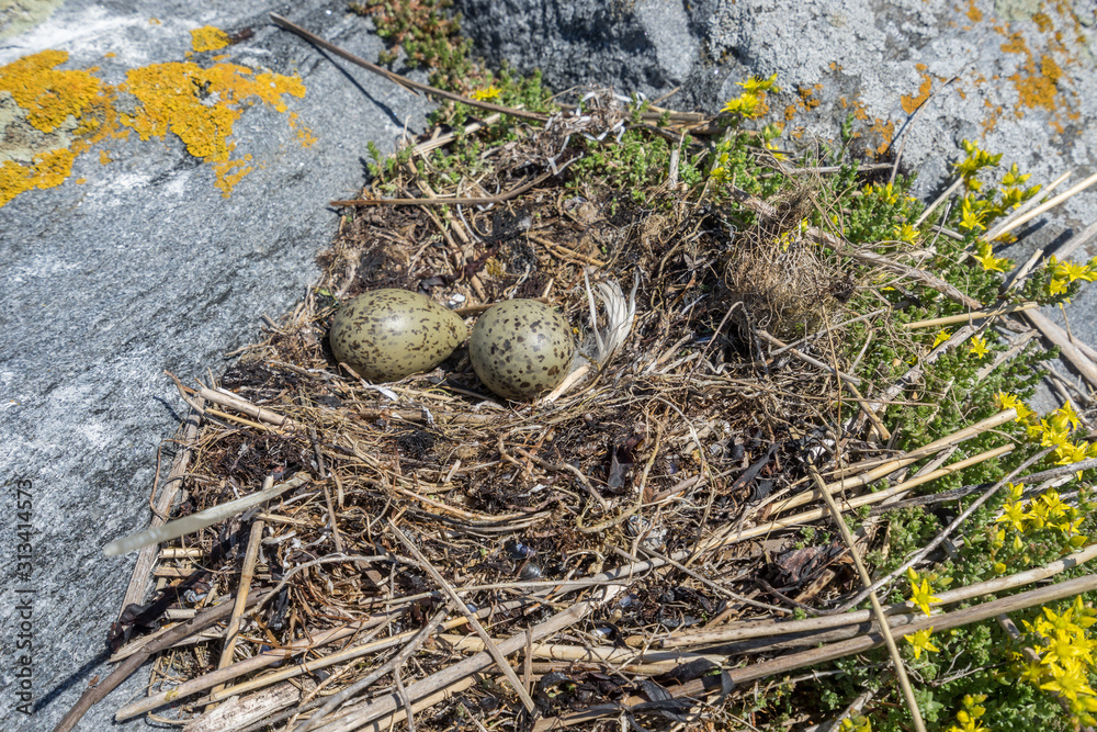 Larus. Gull eggs in a nest of reeds, natural environment background. Larus. Gull eggs in a nest of reeds, natural environment background.